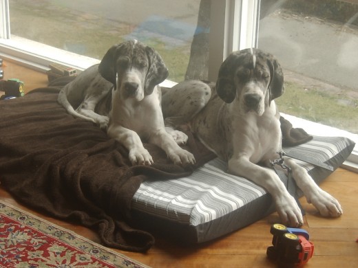 MIS DOS CACHORROS DE TRES MESES SANDY Y SPILBERG, DOGOS ALEMANES MERLÉ